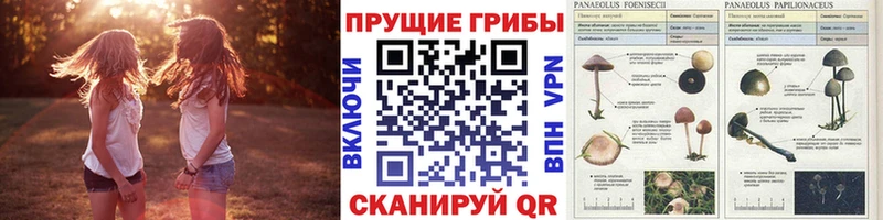 купить наркотик  Канск  Галлюциногенные грибы Cubensis 